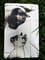 Фото - Чохол BeCover Smart Case для Samsung Galaxy Tab A9 Plus SM-X210/SM-X215/SM-X216 11.0" Cat (711277) | click.ua