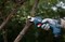 Фото - Секатор аккумуляторный Bosch Professional Pruner 12В, 2х3Ач (0.601.9K1.021) | click.ua
