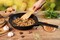 Фото - Сковорода Tefal Delicio 24 см (E2320474) | click.ua