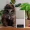 Фото - IP-камера Petcube Bites 2 Lite (BL10US) | click.ua